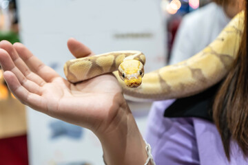 Ball python is a popular pet in Thailand.