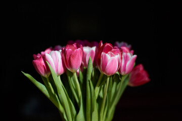 Pink tulips isolated on black