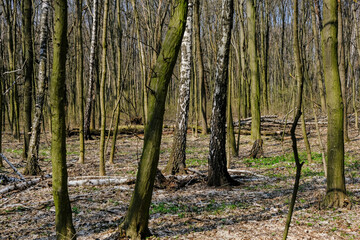 Birches and green trees covered by moss in Spring forest at Holosiivskyi National Nature Park, Kyiv, Ukraine