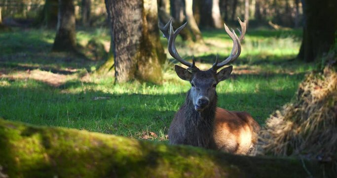 Majestic deer male hidden in the forest