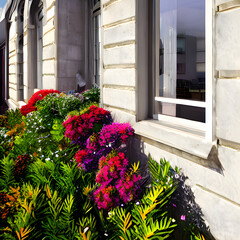 Naklejka premium 心地よい朝の窓際の光景