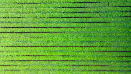 Rows of tea field  landscape texture background, Aerial top view.
