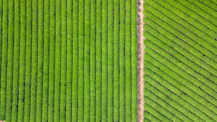 Rows of tea field  landscape texture background, Aerial top view.