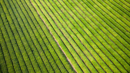 Rows of tea field  landscape texture background, Aerial top view.