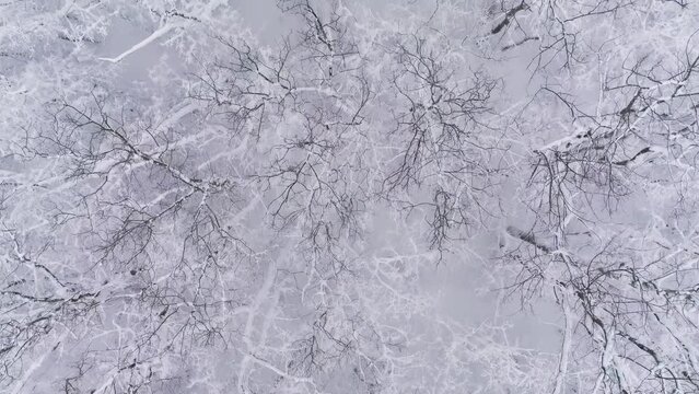 Aerial view of winter forest covered with snow, 4k