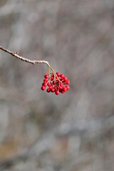 Sorbier des oiseleurs