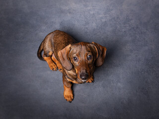Portrait of a cute small dog. Grey background. Pets indoors, lifestyle. Top view.