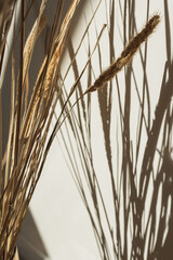 Elegant gentle dried grass bouquet with sunlight shadow reflections on the wall