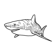 Angry toothed shark isolated funny cute cartoon character