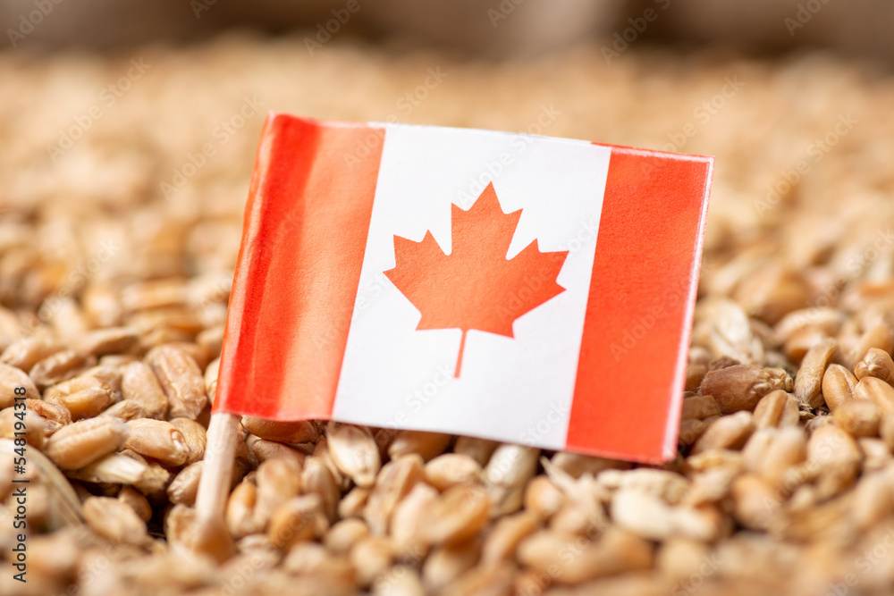 Canvas Prints Flag of Canada on wheat grain. Origin of wheat, agribusiness in Canada