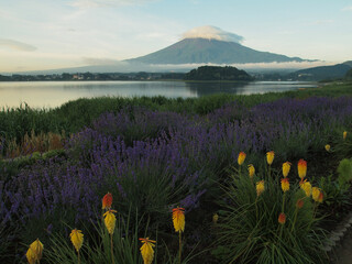 富士山と花