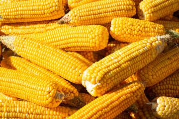 Fototapeta na wymiar Yellow corn in storage under sunlight. Agriculture, harvesting, ripe maize