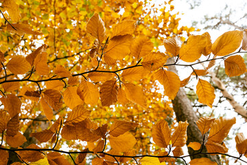 Forest with trees in autumn, trees and branches with leaves autumn tones