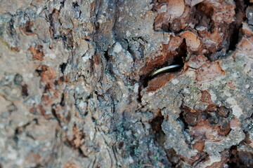 a coin for good luck in the bark of an old tree. Close up, blurred background