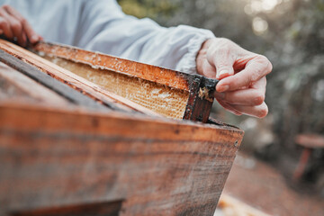 Beekeeper hands, wooden box and honeycomb frame on countryside farm, insect farming environment or...