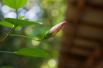 hibiscus Flower  bud on the garden tree