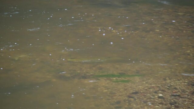 Atlantic salmon spawning in shallow river stream. Fish nesting in fresh water current in the wild