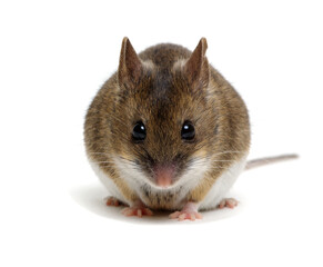 Wood mouse isolated on white