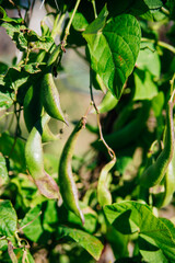 A green bean plant with ripe fresh bean pods growing in a garden or greenhouse. Close-up, vertical. Grow on your own and the concept of organic farming.