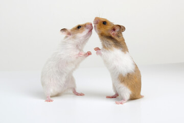 Two hamsters isolated on a white