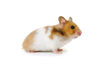 Syrian Hamster isolated on a white