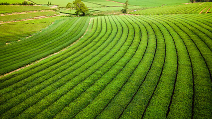 Tea field landscape in Taiwan 