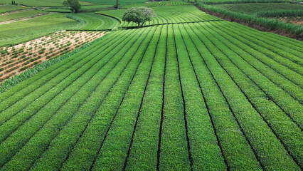 Tea field landscape in Taiwan 