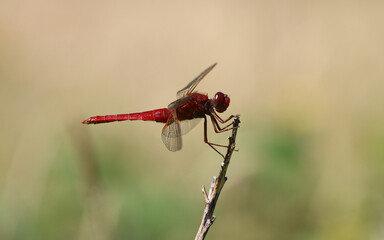 Feuerlibelle - Scarlet Darter