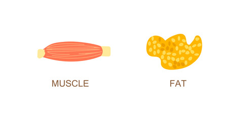 Illustration of muscle and fat isolated on white background. Flat vector illustration. Concept of weight loss, diet.