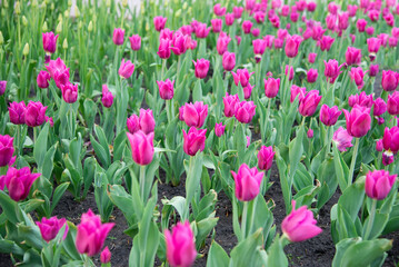 Pink tulips bloom under sunshine in the garden.	