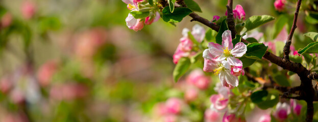 Spring blooming sakura trees. Pink flowers Sakura Spring landscape with blooming pink tree. Beautiful sakura garden on a sunny day.Beautiful concept of romance and love with delicate flowers.