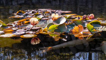 反射する睡蓮と錦鯉