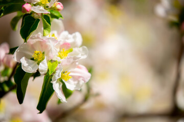 Spring blooming sakura trees. Pink flowers Sakura Spring landscape with blooming pink tree. Beautiful sakura garden on a sunny day.Beautiful concept of romance and love with delicate flowers.