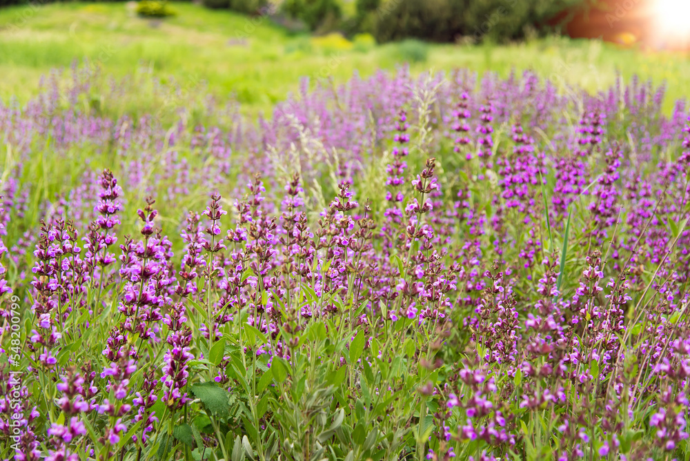 Poster Medicinal herb prunella vulgaris with purple flowers in the garden in summer. Useful plant for in non-traditional herbal medicine, homeopathy and cosmetology