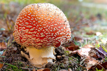 Fliegenpilz im Moorgebiet.