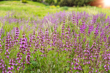 Medicinal herb prunella vulgaris with purple flowers in the garden in summer. Useful plant for in non-traditional herbal medicine, homeopathy and cosmetology