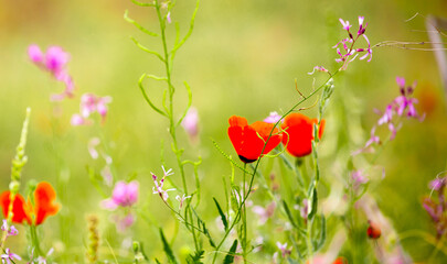 Naklejka premium Spring, field of poppy flowers. The concept of the freshness of the morning nature. Spring landscape of red wildflowers. Beautiful landscape, pnorama long banner.