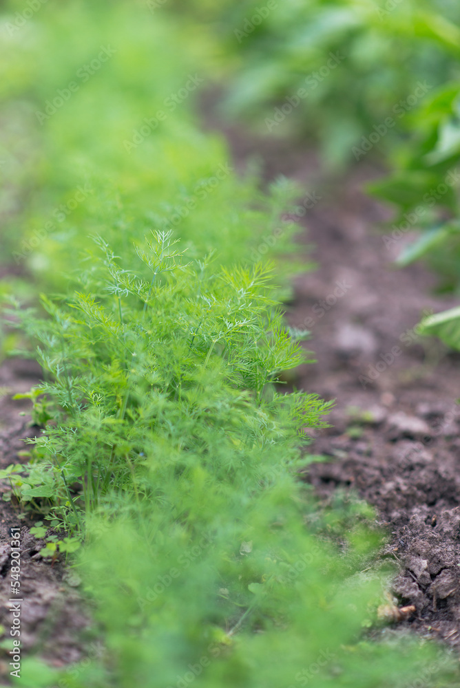 Canvas Prints Fresh dill (Anethum graveolens) growing on the vegetable bed. Annual herb, family Apiaceae. Growing fresh herbs. Green plants in the garden, ecological agriculture for producing healthy food concept