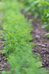 Fresh dill (Anethum graveolens) growing on the vegetable bed. Annual herb, family Apiaceae. Growing fresh herbs. Green plants in the garden, ecological agriculture for producing healthy food concept