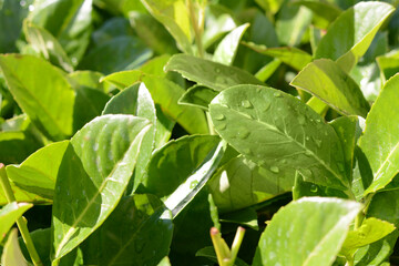 Fototapeta na wymiar Green leaves with water drops outdoors, closeup