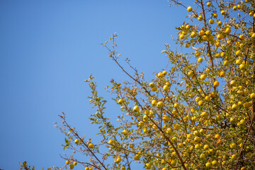 Harvest of apples on a plantation in the garden. Fruit trees with apples. Ripe fruits on the branches of a tree. Gardening in agriculture.