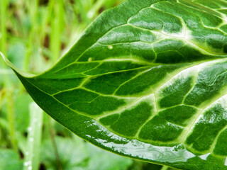 Close up of the glossy arrow shaped leaf of the Cuckoo Pint plant (Arum Maculatum) after rainfall, also known as Lords and Ladies 
