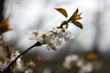 blooming tree in spring