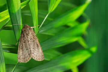 Paradrina clavipalpis moth on green leaf outdoors, space for text