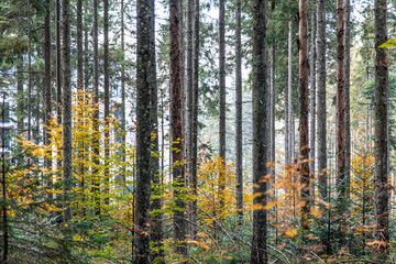 Trees in the middle of the forest, autumn forest with colorful leaves.