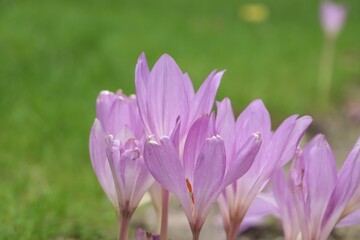 Beautiful autumn crocus flowers growing outdoors, closeup