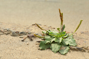 Broadleaf plantain growing in dry ground near pavement on sunny day, space for text. Hope concept
