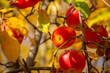 Harvest of apples on a plantation in the garden. Fruit trees with apples. Ripe fruits on the branches of a tree. Gardening in agriculture.