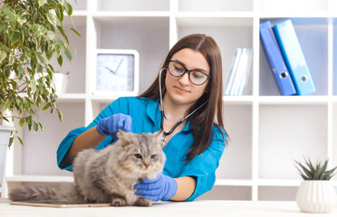 female doctor examines a gray cat in a veterinary clinic. medicine for pets