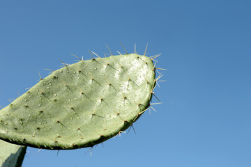 Beautiful view of cactus with thorns against blue sky, closeup. Space for text